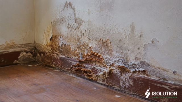 Mérule sur un mur intérieur : fructifications brun-rouille et mycélium blanc au bas d'un mur en Wallonie