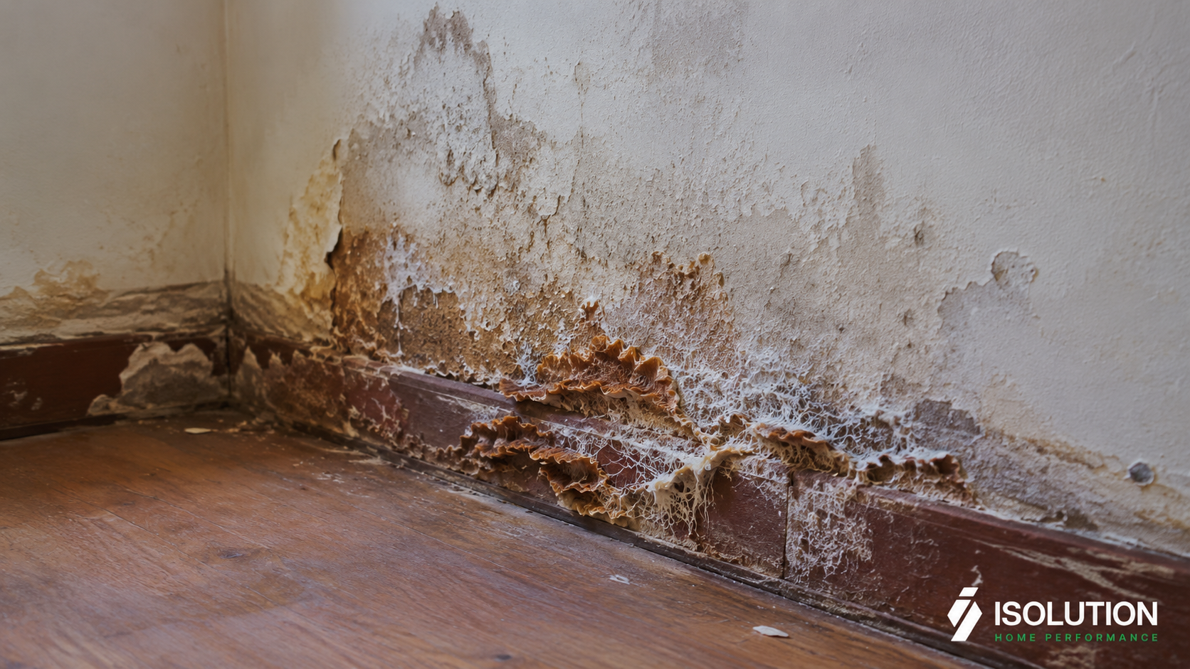 Mérule sur un mur intérieur : fructifications brun-rouille et mycélium blanc au bas d'un mur en Wallonie